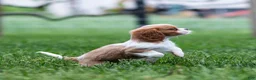 Cavalier King Charles Spaniel dogs for sale: Allen Cavalier King Charles Spaniel Puppy  - Ad 8