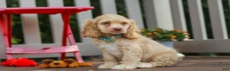 Cocker Spaniel dogs for sale: Theo - Ad 4