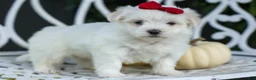 Maltese dogs for sale: MURPHY - Ad 2