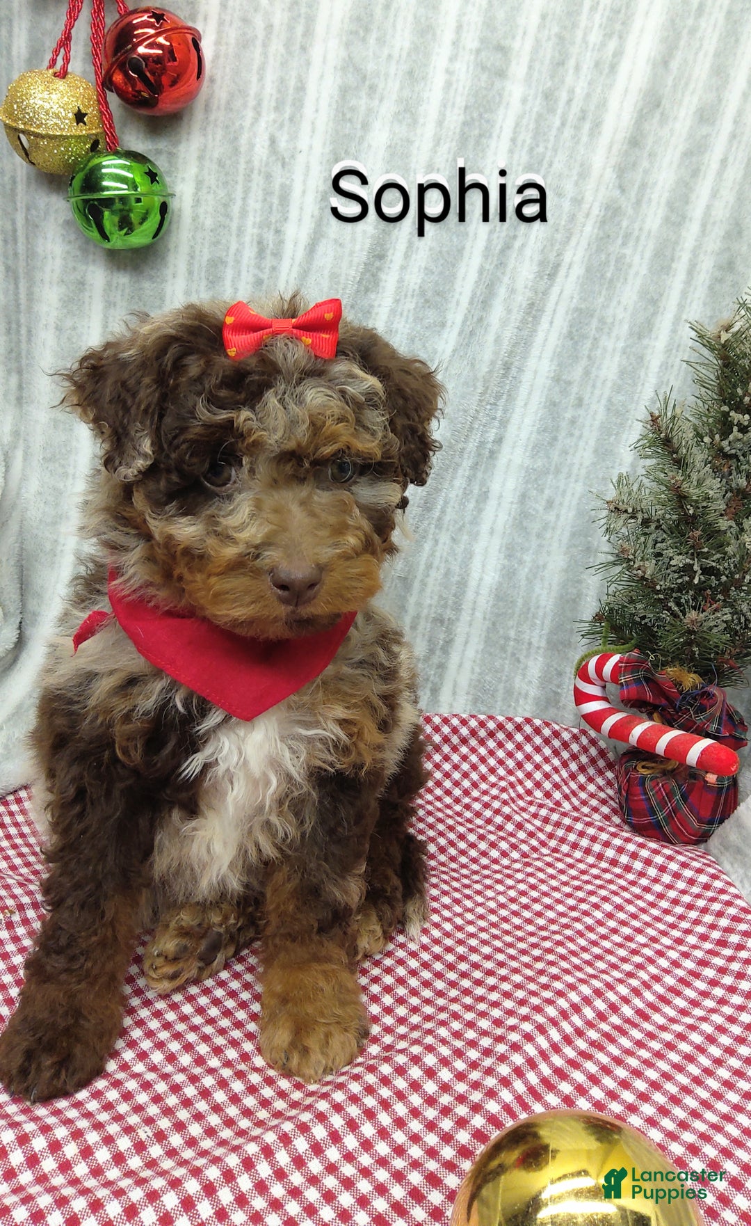 Mini Bernedoodle dogs for sale: Sophia - Ad 6