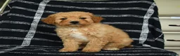 Mini Goldendoodle dogs for sale: Diamond - Ad 2