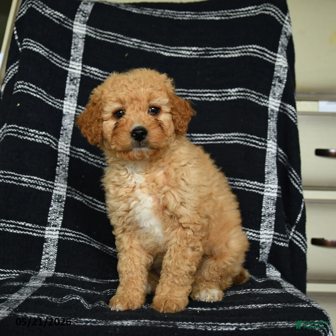 Mini Goldendoodle dogs for sale: Diamond - Ad 2