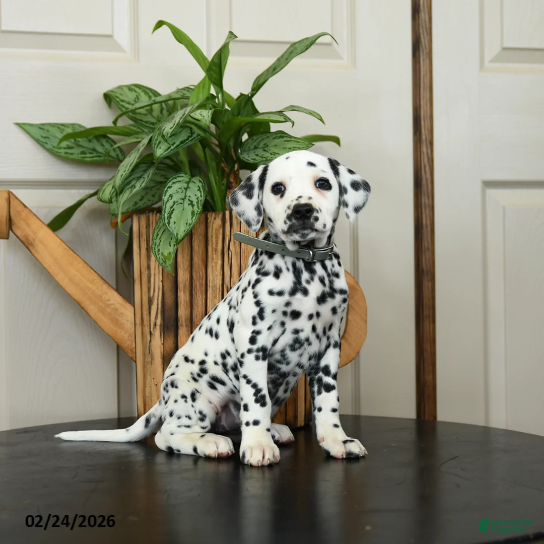 Dalmatian dogs for sale: Kelly - Ad 1