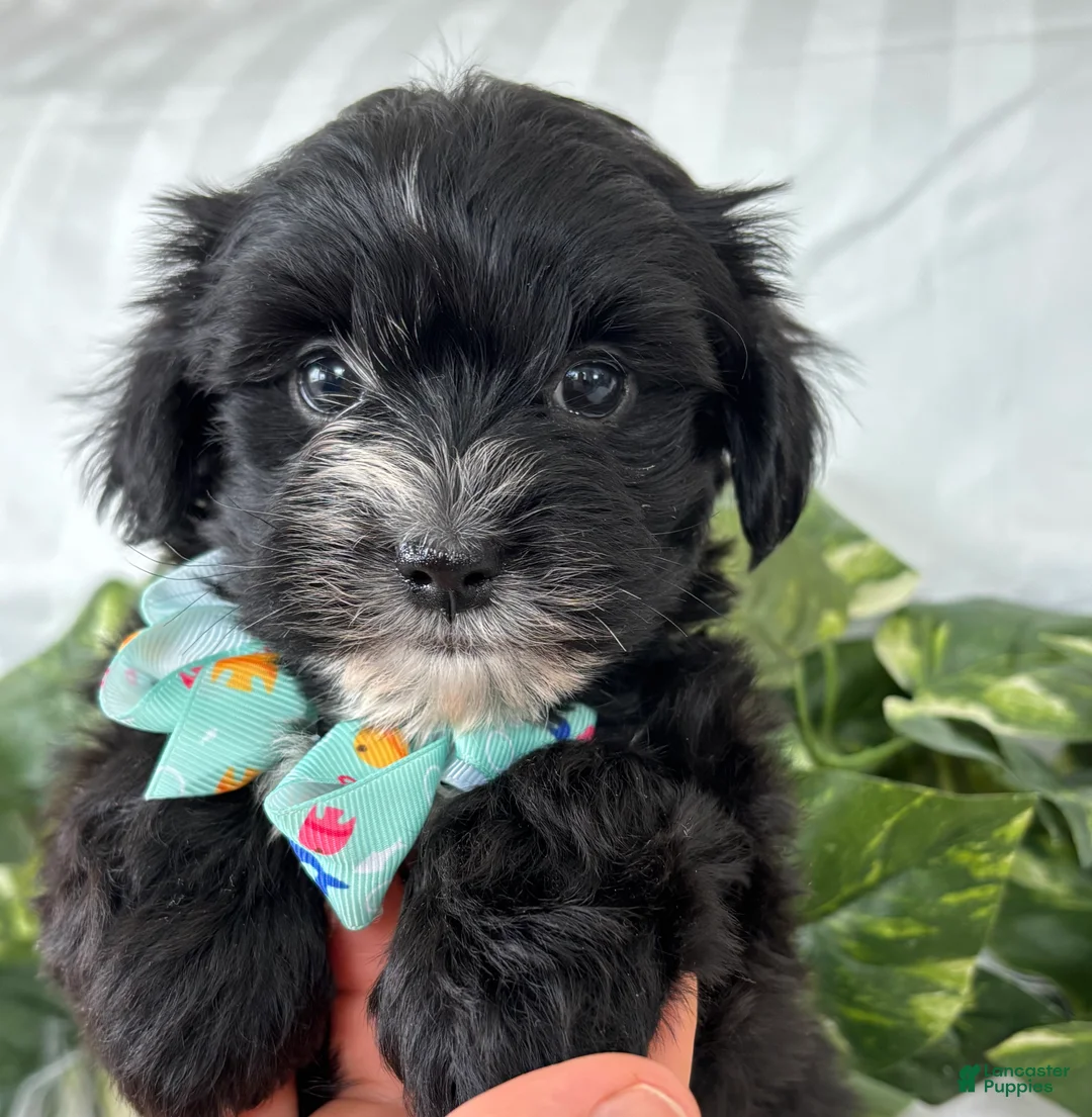 Morkie dogs for sale: Prince  - Ad 21