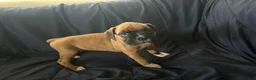 Boxer dogs for sale: Blueberry  - Ad 1