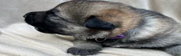 German Shepherd dogs for sale: Bella - Ad 11