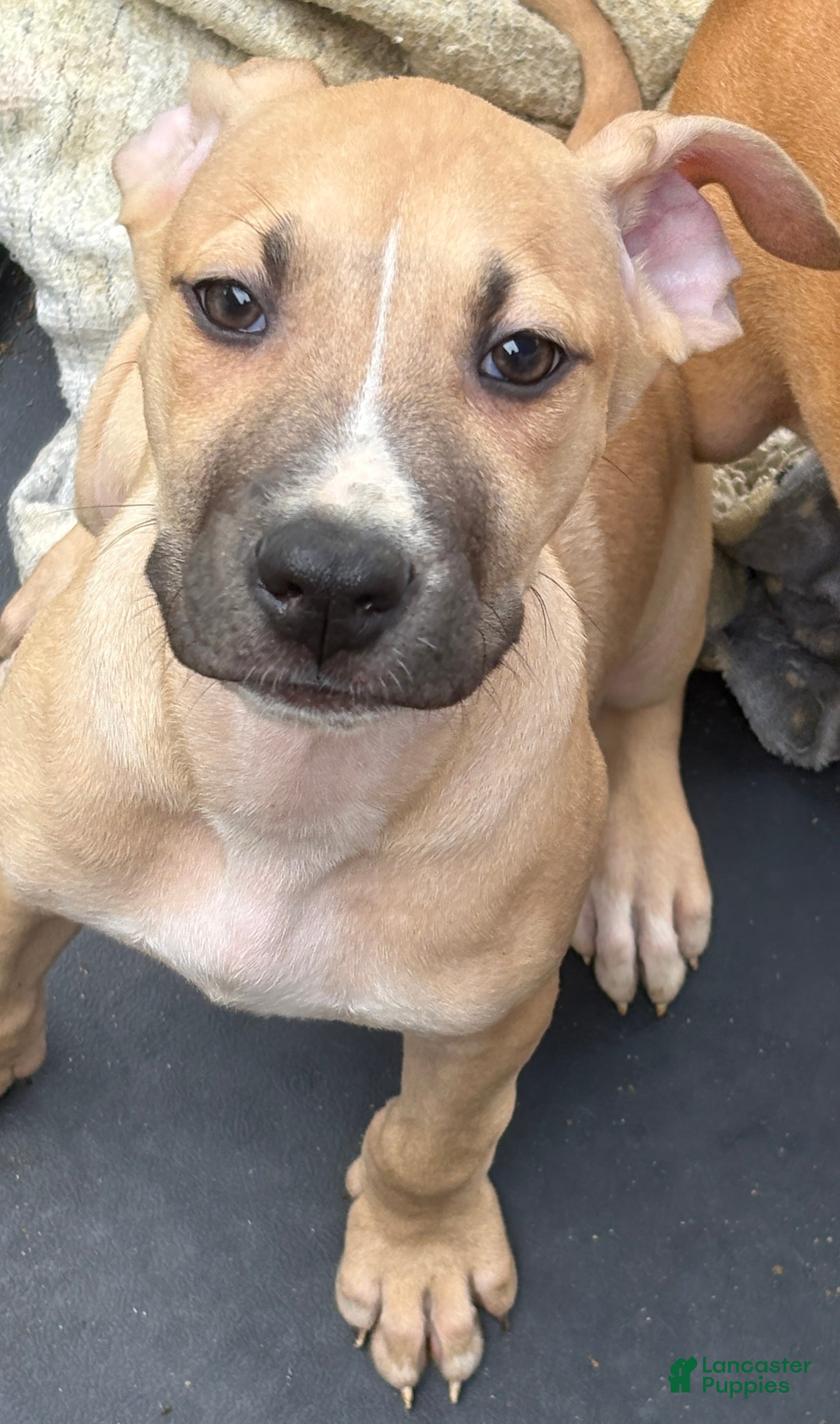 Mixed Breed dogs for sale: Khoona - Ad 24