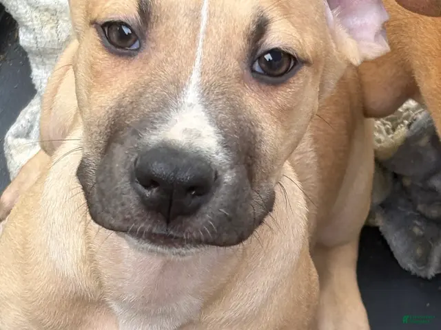 Mixed Breed dogs for sale: Khoona - Ad 24