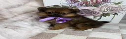 Pomeranian dogs for sale: CoCo - Ad 7