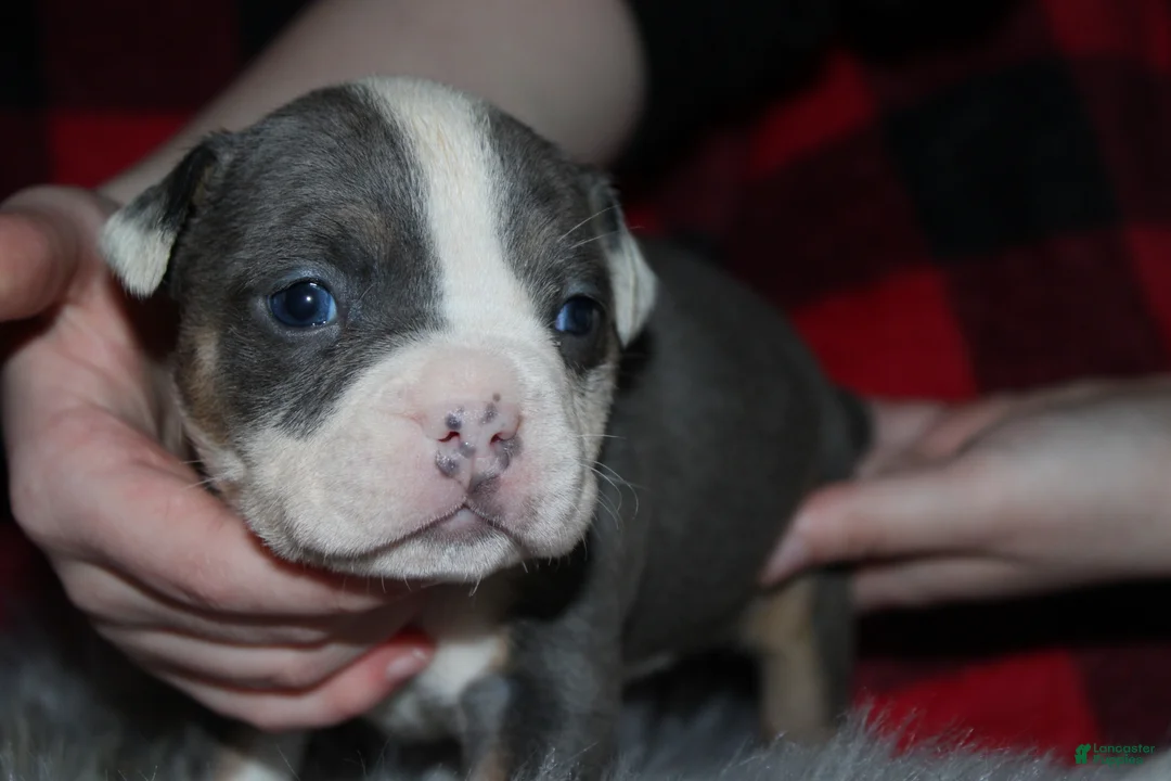 American Bully dogs for sale: Lynx  - Ad 6