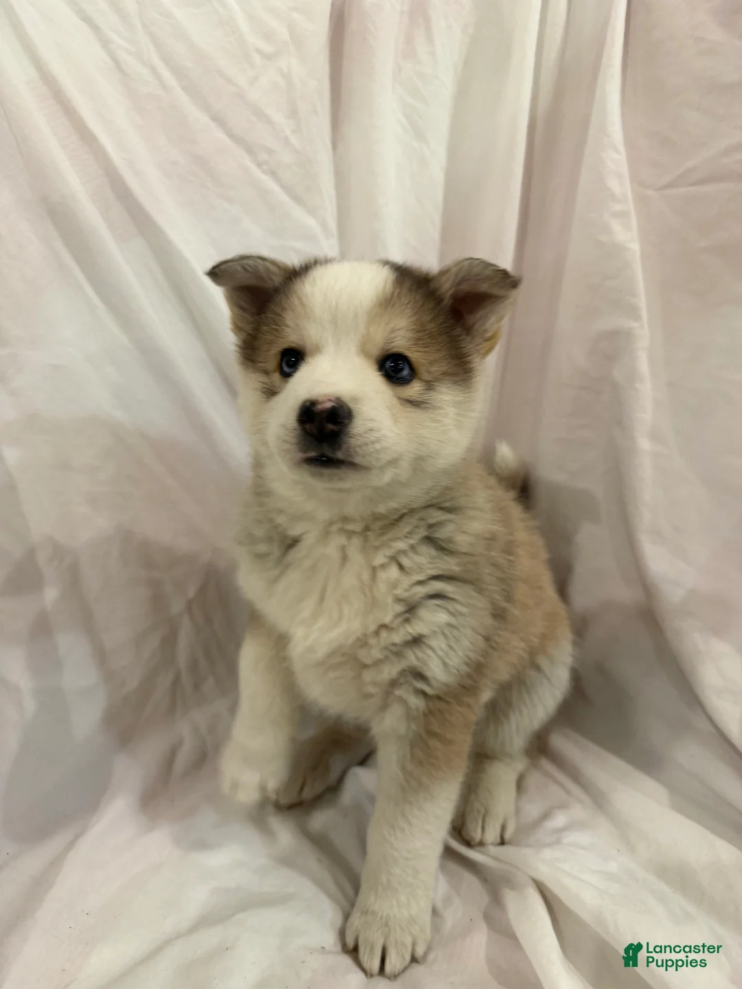 Pomsky dogs for sale: Hana - Ad 1