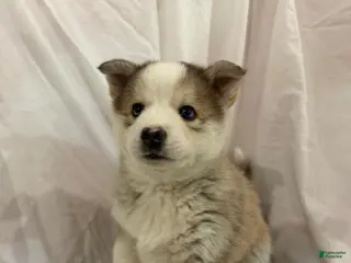 Pomsky dogs Hana - Ad 3