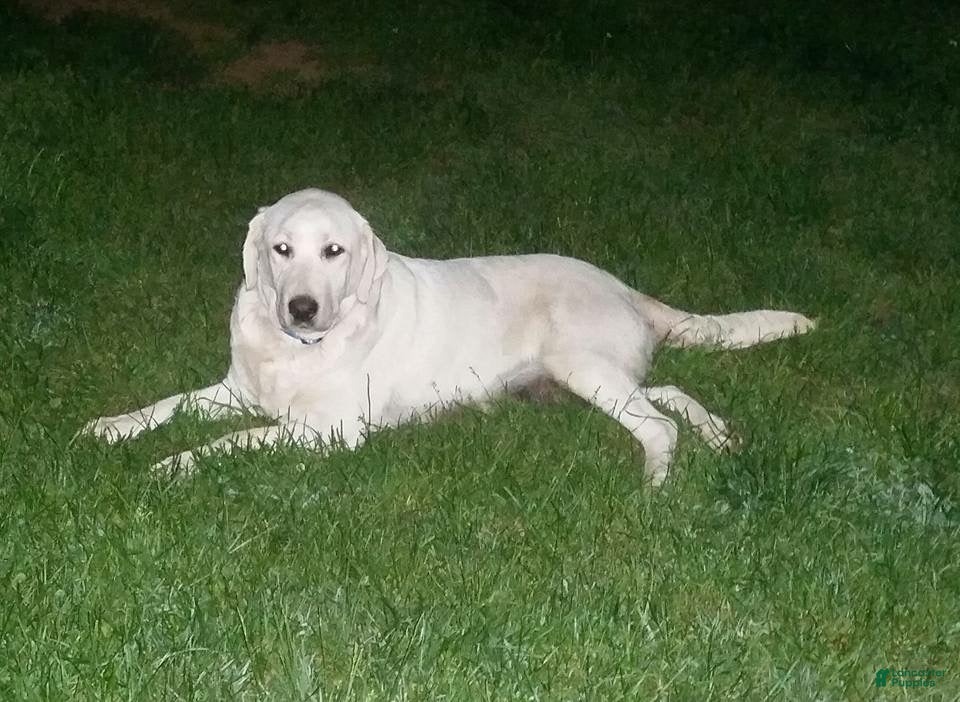 Labrador Retriever dogs Labrador Retriever 9 - Ad 13