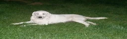 Labrador Retriever dogs for sale: Labrador Retriever 9 - Ad 1