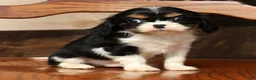 Cavalier King Charles Spaniel dogs for sale: Pixel - Ad 2