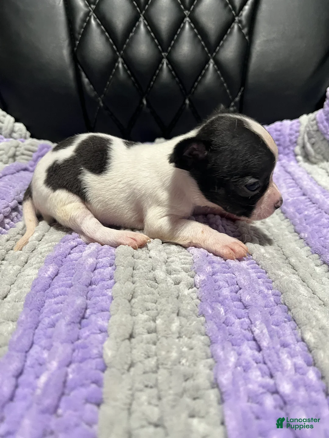 Chihuahua dogs for sale: Chihuahua 2 - Ad 2