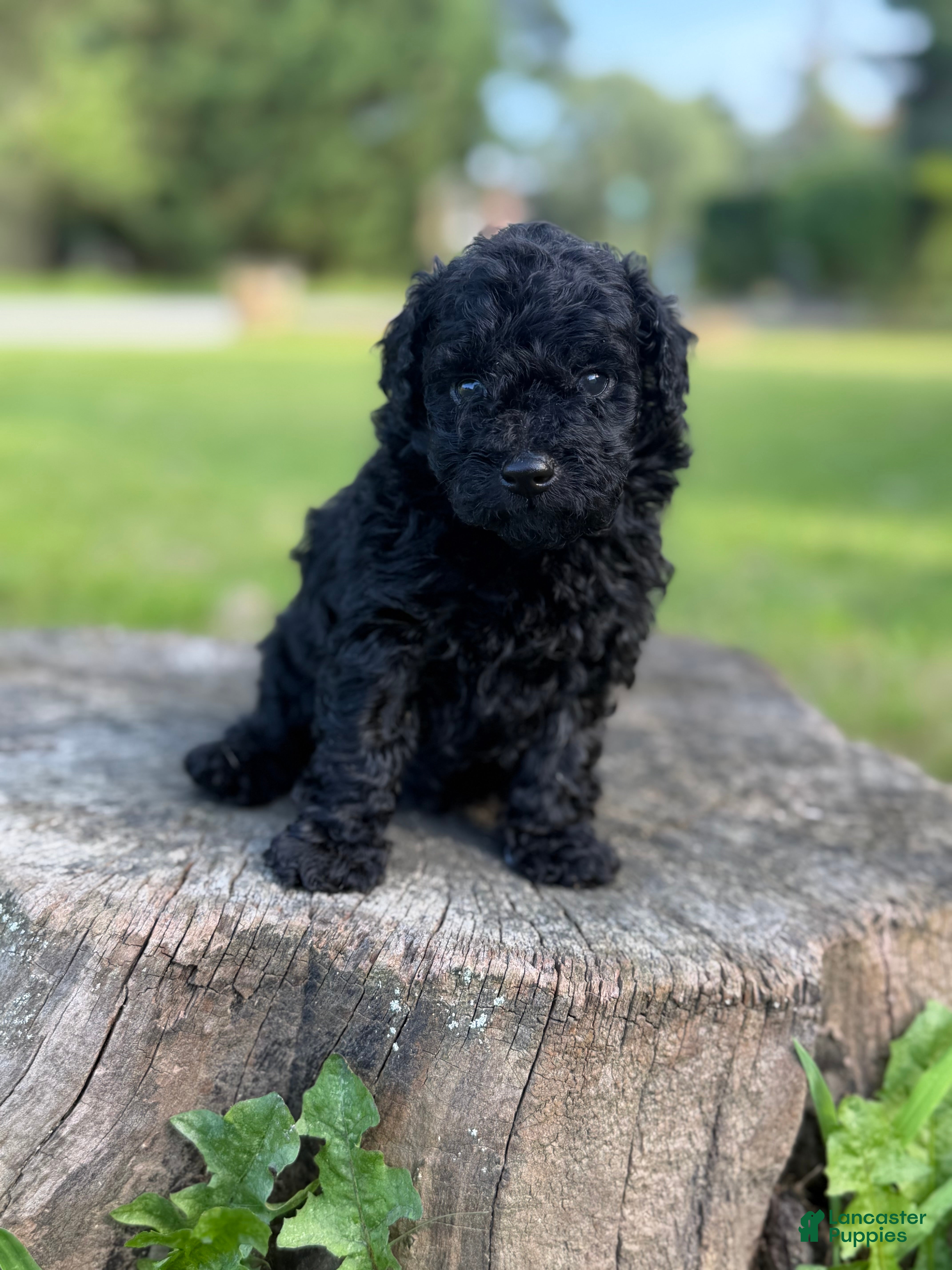 Toy Poodle dogs Bruno - Ad 2