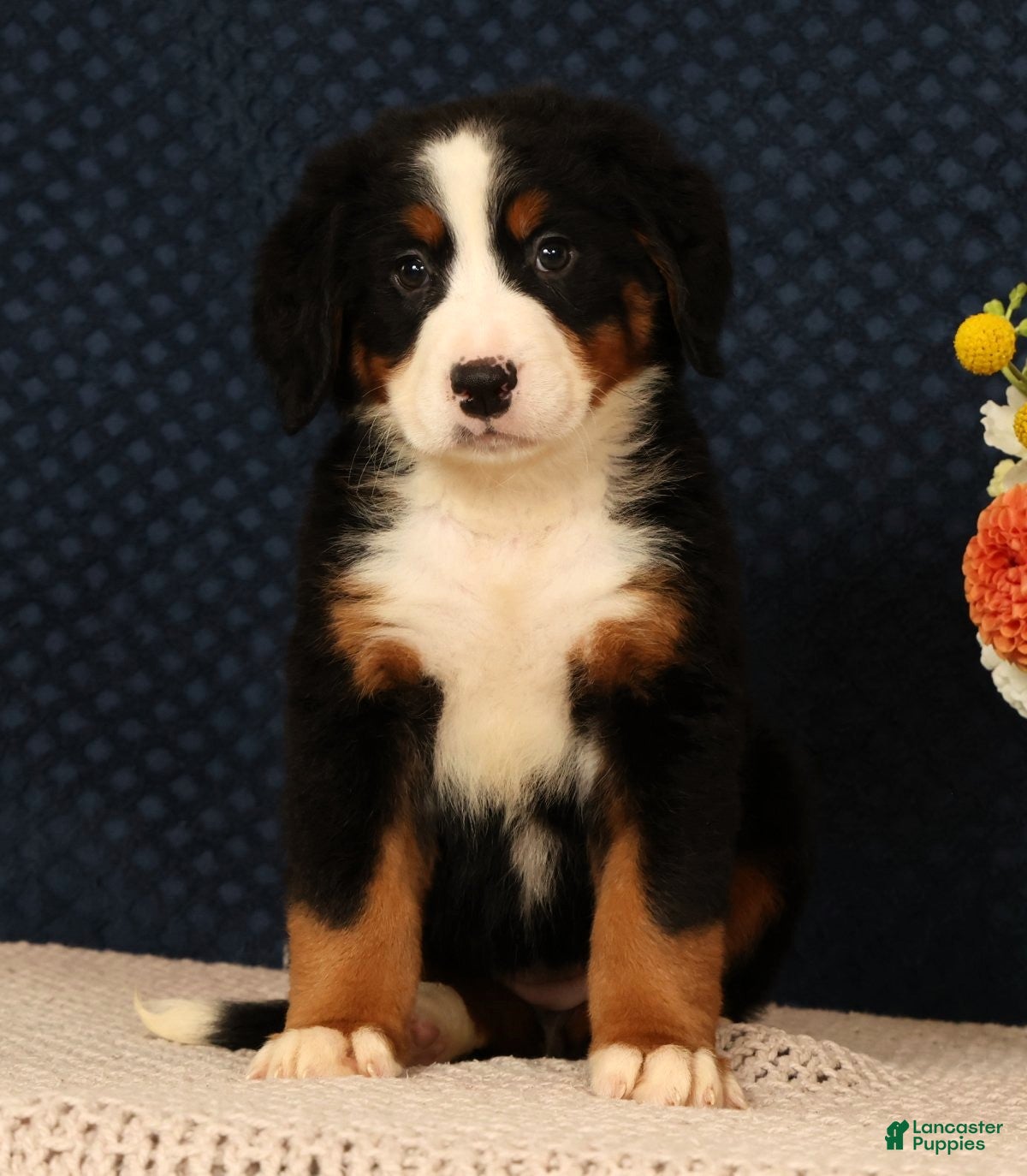 Bernese Mountain Dog dogs Heidi - Ad 2