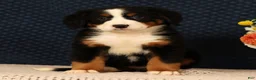 Bernese Mountain Dog dogs for sale: Heidi - Ad 2