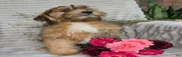 Shihpoo dogs for sale: Mayson - Ad 12