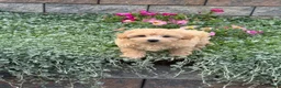 Maltipoo dogs for sale: Murphy - Ad 7