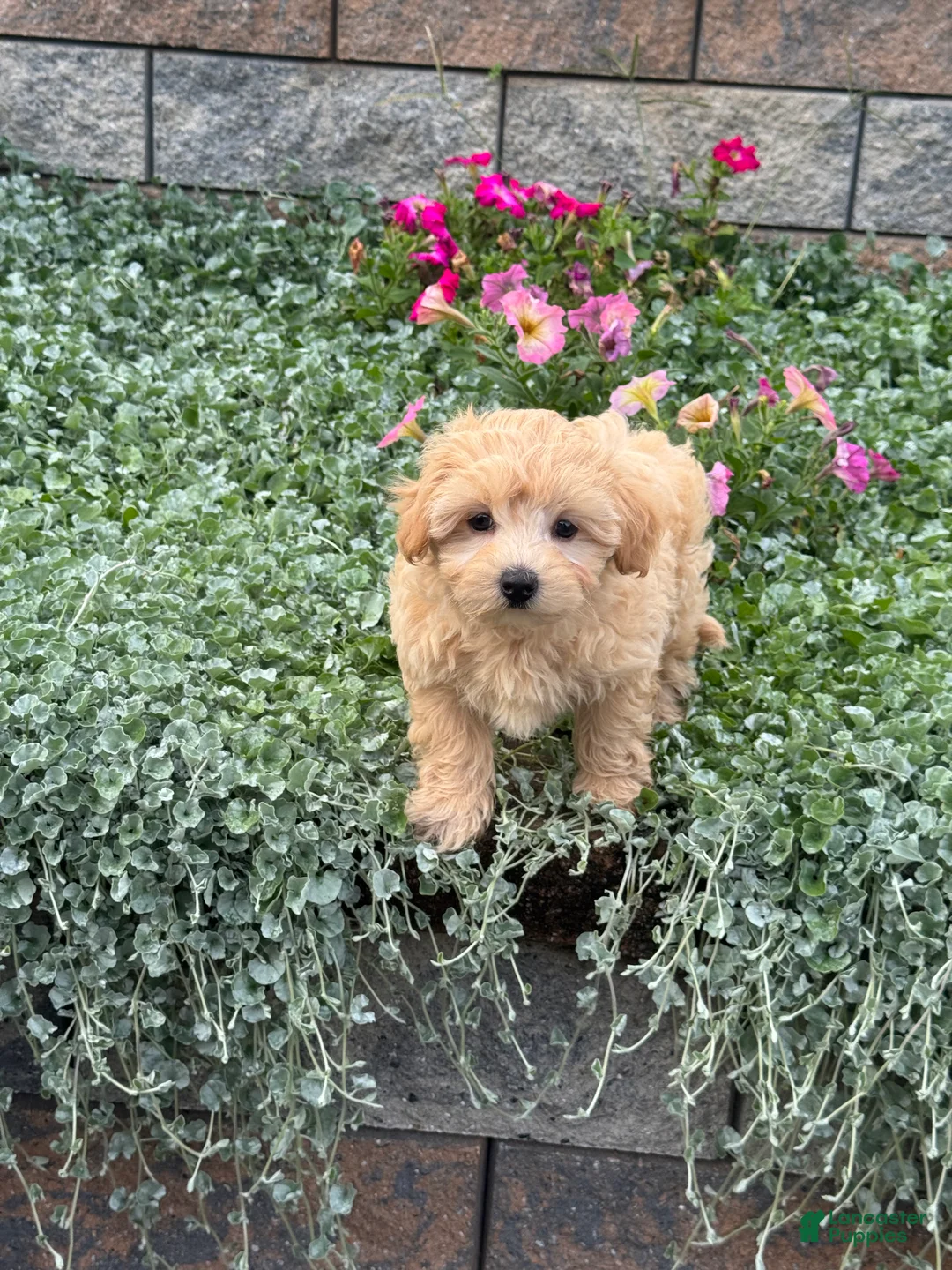 Maltipoo dogs for sale: Murphy - Ad 7