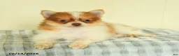 Pomeranian dogs for sale: Titus - Ad 3