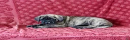 English Mastiff dogs for sale: Tammy - Ad 4