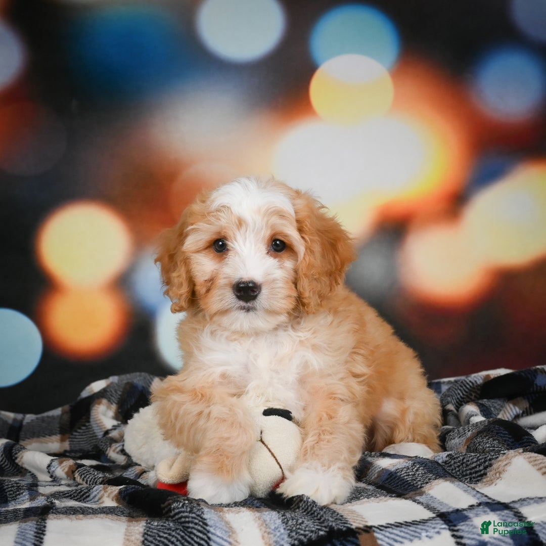 Mini Bernedoodle dogs for sale: Madi - Ad 10