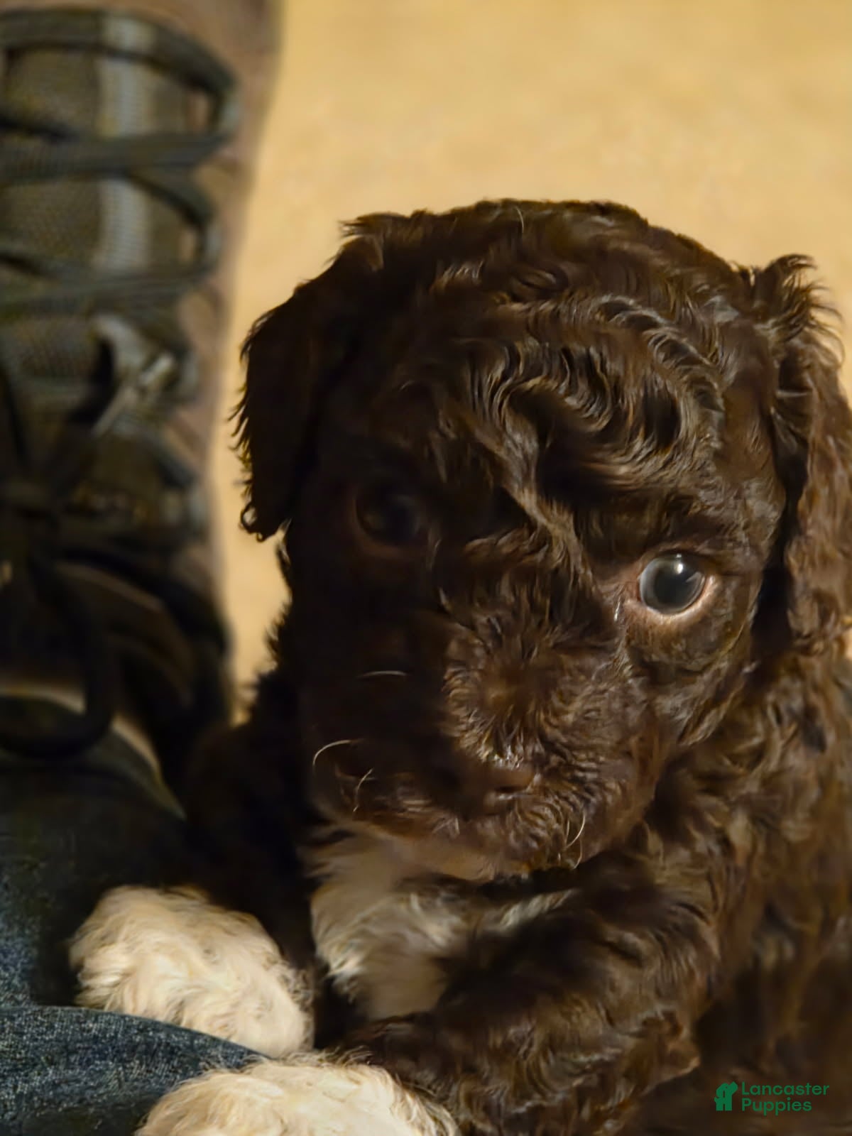 Mini Goldendoodle dogs for sale: Mini Goldendoodle 2 - Ad 23