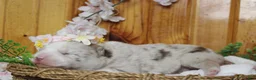 Pomsky dogs for sale: Muffy  - Ad 3