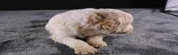 Standard Poodle dogs for sale: Waylon J - Ad 3