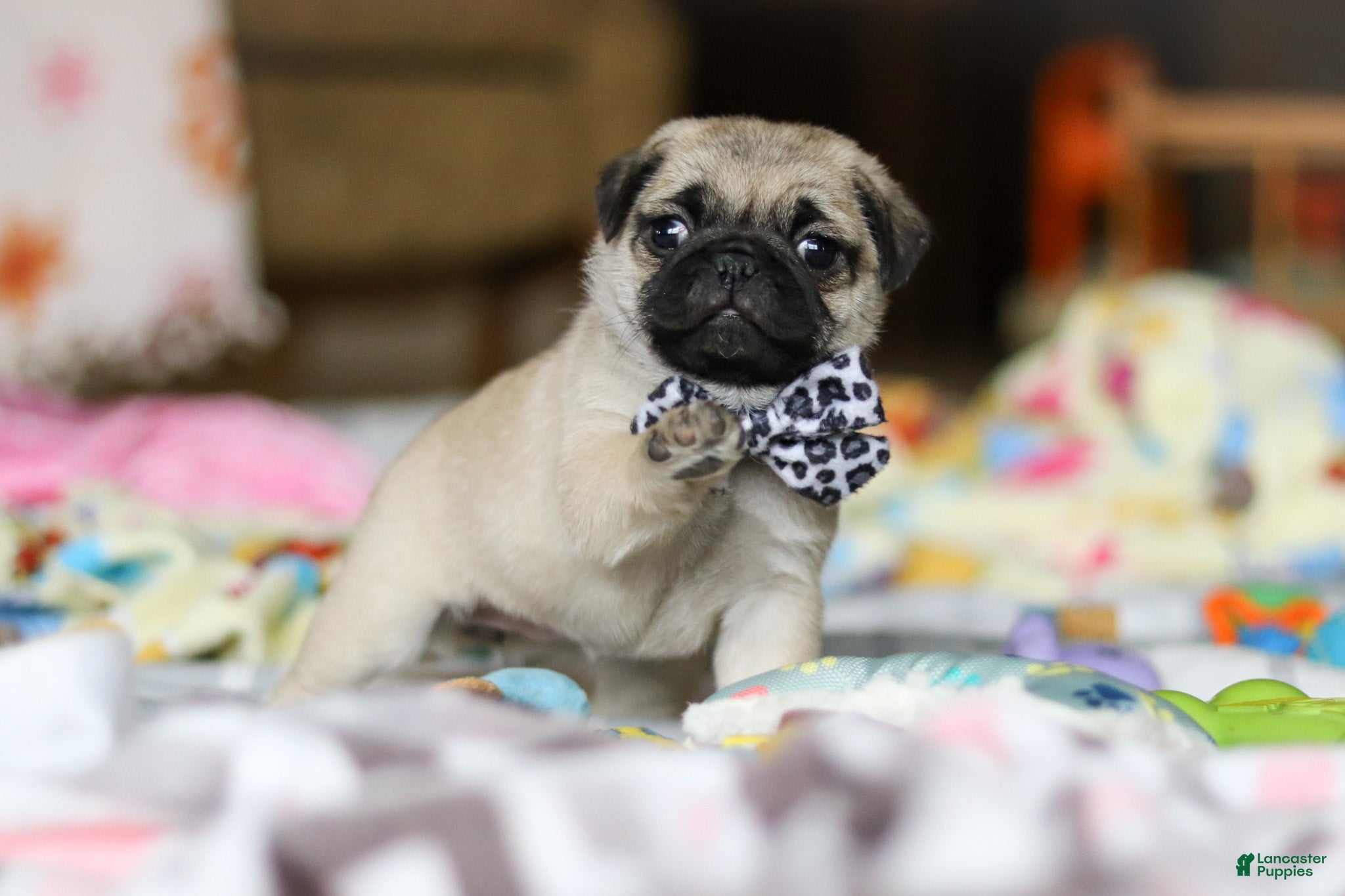Pug dogs Poppy  - Ad 2