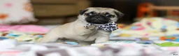Pug dogs for sale: Poppy  - Ad 2