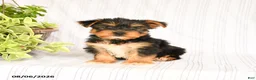 Yorkshire Terrier dogs for sale: Dustin - Ad 1