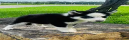 Siberian Husky dogs for sale: Rolex - Ad 14