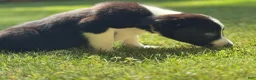 Border Collie dogs for sale: Shandy - Ad 4