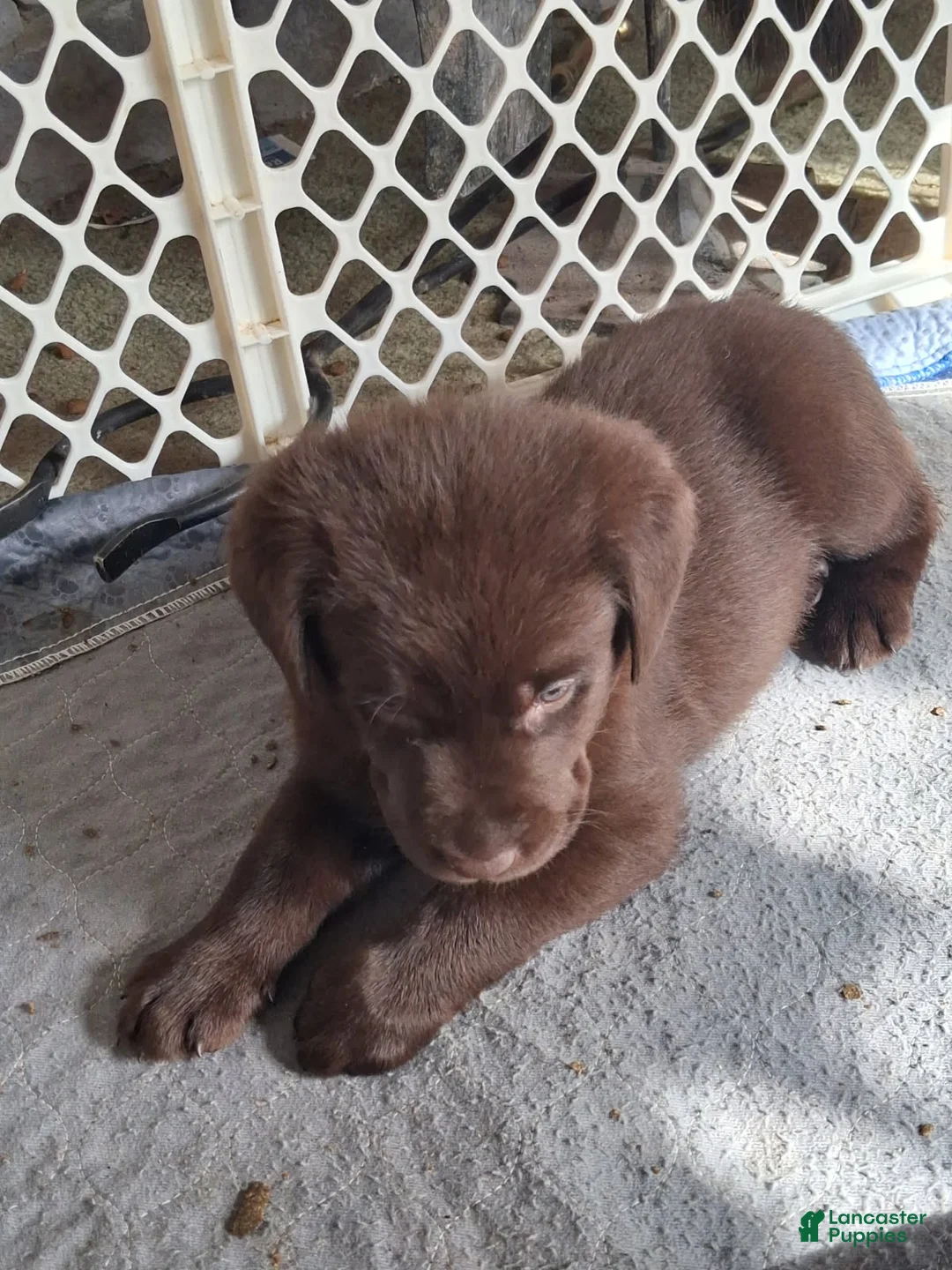 Labrador Retriever dogs for sale: Tan collar choclate male - Ad 1
