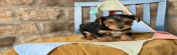 Yorkshire Terrier dogs for sale: Peanut - Ad 11