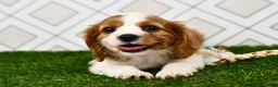 Cavalier King Charles Spaniel dogs for sale: Sarge  - Ad 4