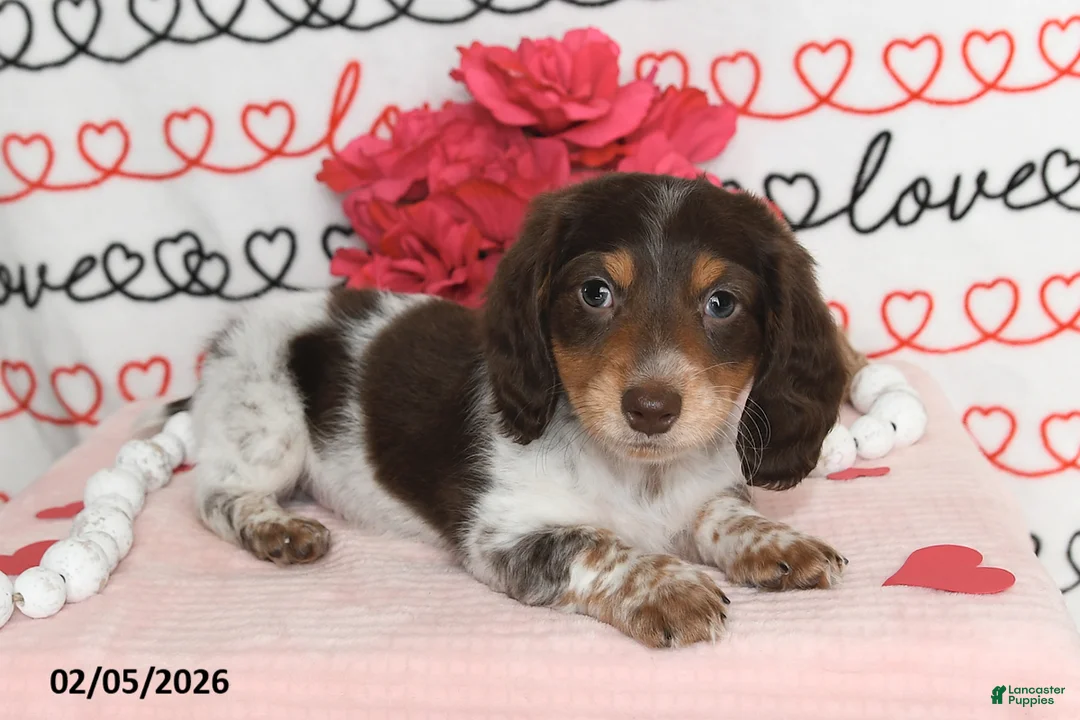 Miniature Dachshund dogs for sale: Reed - Ad 1