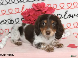 Miniature Dachshund dogs Reed - Ad 9