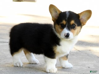 Welsh Corgi Pembroke dogs - Ad 9