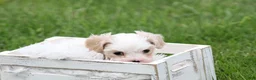 Mixed Breed dogs for sale: Mixed Breed Puppy 1 - Ad 5