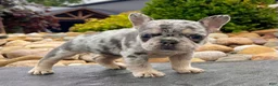 French Bulldog dogs for sale: Dawn - Ad 5