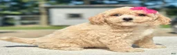 Maltipoo dogs for sale: Sweetie  - Ad 4