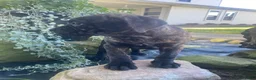 Cane Corso dogs for sale: Jenna - Ad 11