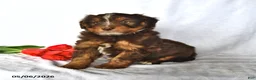 Mixed Breed dogs for sale: Allie - Ad 1