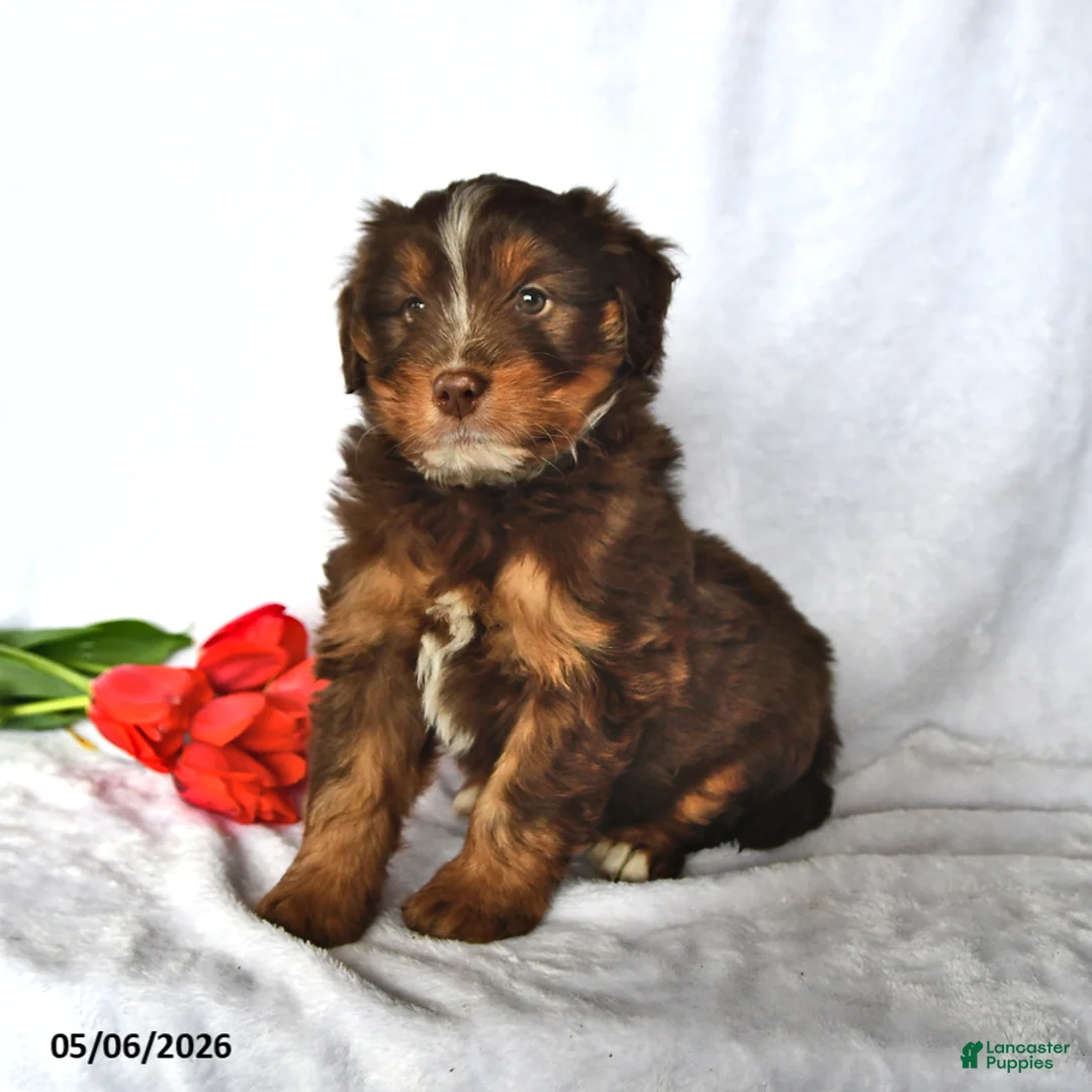 Mixed Breed dogs for sale: Allie - Ad 1