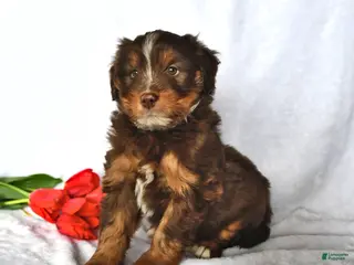 Mixed Breed dogs for sale: Allie - Ad 1